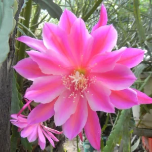 Epiphyllum Plant Live Pink Orchid Cactus 6-8'' Indoor Outdoor