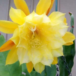 Epiphyllum Plant Live Yellow Orchid Cactus Plant 6-8'' Tall Indoor Outdoor
