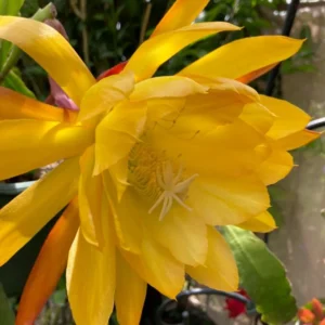 Epiphyllum Plant Live Yellow Orchid Cactus Plant 6-8'' Tall Indoor Outdoor