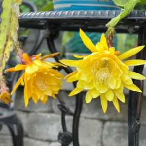 Epiphyllum Plant Live Yellow Orchid Cactus Plant 6-8'' Tall Indoor Outdoor