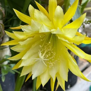 Epiphyllum Plant Live Yellow Orchid Cactus Plant 6-8'' Tall Indoor Outdoor