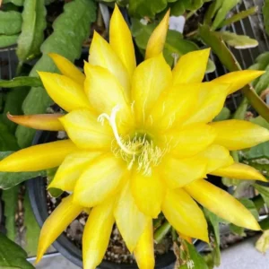 Epiphyllum Plant Live Yellow Orchid Cactus Plant 6-8'' Tall Indoor Outdoor