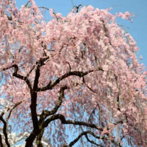 Flowering Cherry Tree Live Plant - 2.5 Inch Pot - Pink Blossom Ornamental