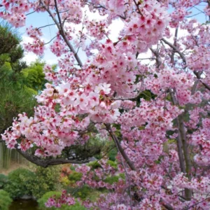 Flowering Cherry Tree Live Plant - 2.5 Inch Pot - Pink Blossom Ornamental