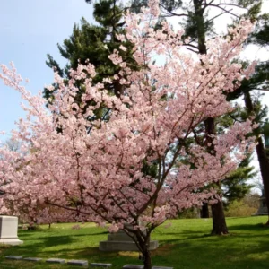Flowering Cherry Tree Live Plant - 2.5 Inch Pot - Pink Blossom Ornamental