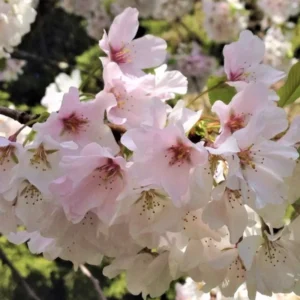 Flowering Cherry Tree Live Plant - 2.5 Inch Pot - Pink Blossom Ornamental