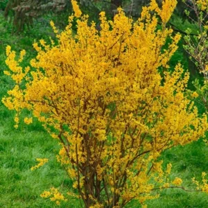 Forsythia Bush Lynwood Gold - Yellow Flowering Shrub Live Plant 6-12''
