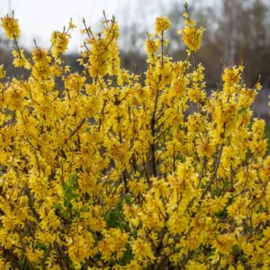 Forsythia Bush Lynwood Gold - Yellow Flowering Shrub Live Plant 6-12''