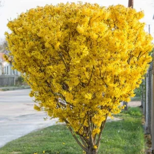Forsythia Bush Lynwood Gold - Yellow Flowering Shrub Live Plant 6-12''