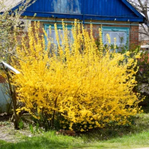 Forsythia Bush Lynwood Gold - Yellow Flowering Shrub Live Plant 6-12''