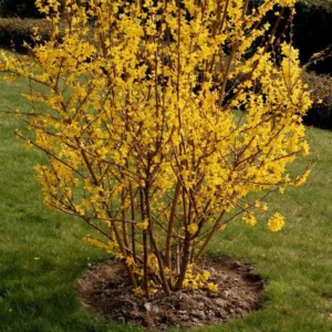 Forsythia Bush Lynwood Gold - Yellow Flowering Shrub Live Plant 6-12''