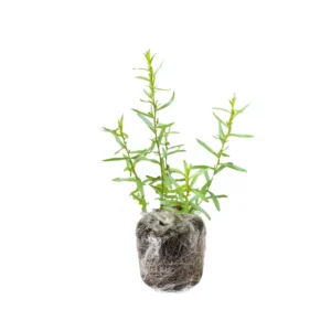 French Tarragon Live Plants - 2 Culinary Herb Tarragon Plants 4-8'' Tall