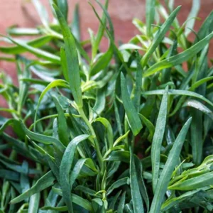 French Tarragon Live Plants - 2 Culinary Herb Tarragon Plants 4-8'' Tall