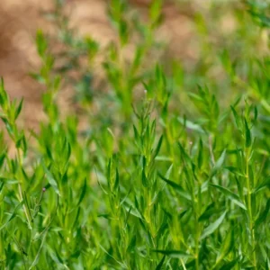 French Tarragon Live Plants - 2 Culinary Herb Tarragon Plants 4-8'' Tall