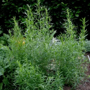 French Tarragon Live Plants - 2 Culinary Herb Tarragon Plants 4-8'' Tall