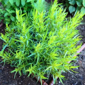 French Tarragon Plants Live - 2 Pcs Herb Garden Plugs 2-5 Inch