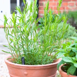 French Tarragon Plants Live - 2 Pcs Herb Garden Plugs 2-5 Inch