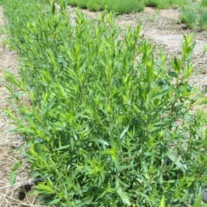 French Tarragon Plants Live - 2 Pcs Herb Garden Plugs 2-5 Inch