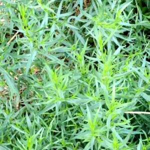 French Tarragon Plants Live - 2 Pcs Herb Garden Plugs 2-5 Inch