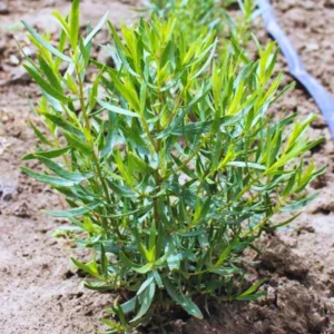 French Tarragon Plants Live - 2 Pcs Herb Garden Plugs 2-5 Inch