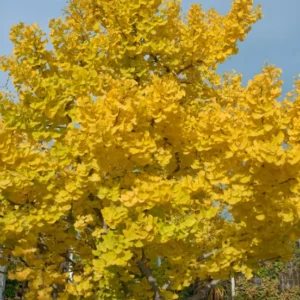 Ginkgo Biloba Tree Sapling - Live Plant 6-8 Inches - Landscape Specimen