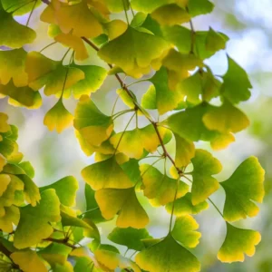 Ginkgo Biloba Tree Sapling - Live Plant 6-8 Inches - Landscape Specimen