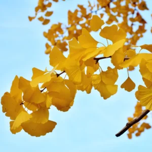 Ginkgo Biloba Tree Sapling - Live Plant 6-8 Inches - Landscape Specimen