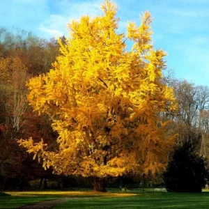 Ginkgo Biloba Tree Sapling - Live Plant 6-8 Inches - Landscape Specimen