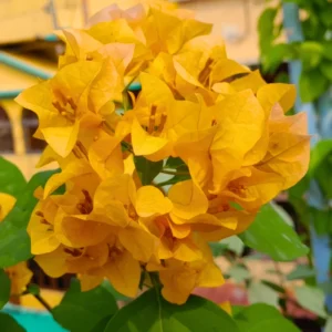 Gold Bougainvillea Plant Live Flowering Vine 4-8'' Tall - Hanging Basket Ready