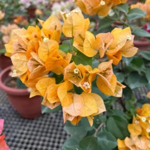 Gold Bougainvillea Plant Live Flowering Vine 4-8'' Tall - Hanging Basket Ready