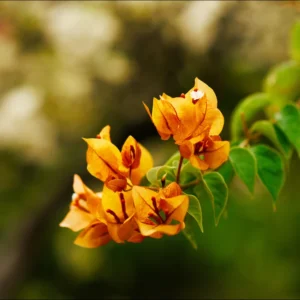 Gold Bougainvillea Plant Live Flowering Vine 4-8'' Tall - Hanging Basket Ready