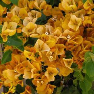 Gold Bougainvillea Plant Live Flowering Vine 4-8'' Tall - Hanging Basket Ready