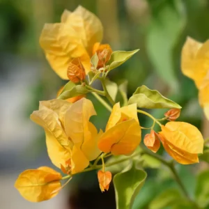 Gold Bougainvillea Plant Live Flowering Vine 4-8'' Tall - Hanging Basket Ready