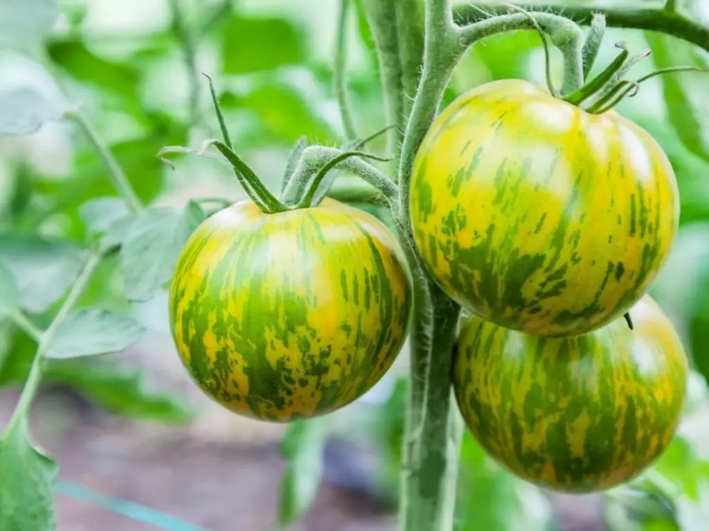 Green Zebra tomatoes