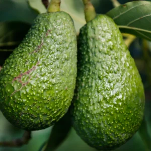 Hass Avocado Tree - 7-12 Inches - Fruit Tree - Grow Your Own