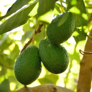 Hass Avocado Tree - 7-12 Inches - Fruit Tree - Grow Your Own