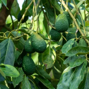 Hass Avocado Tree - 7-12 Inches - Fruit Tree - Grow Your Own