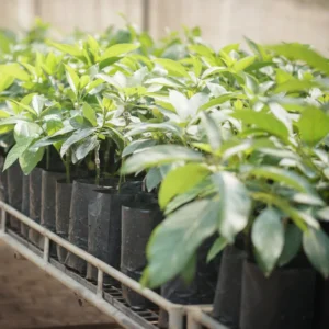 Hass Avocado Tree - 7-12 Inches - Fruit Tree - Grow Your Own