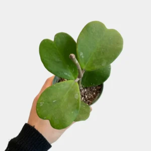 Hoya Heart Plant Live, Hoya Kerii Houseplant 3'' Tall - Indoor/Outdoor