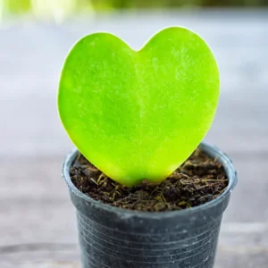 Hoya Heart Plant Live, Hoya Kerii Houseplant 3'' Tall - Indoor/Outdoor