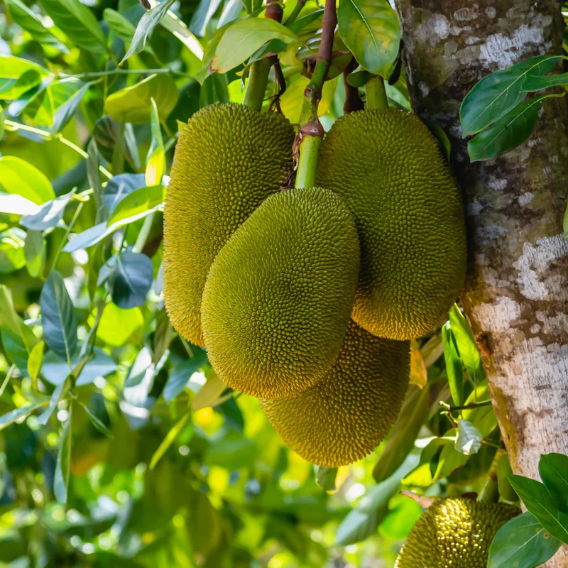 Jackfruit Tree Tropical 6-8'' Tall Live Plant Exotic Fruit Tree