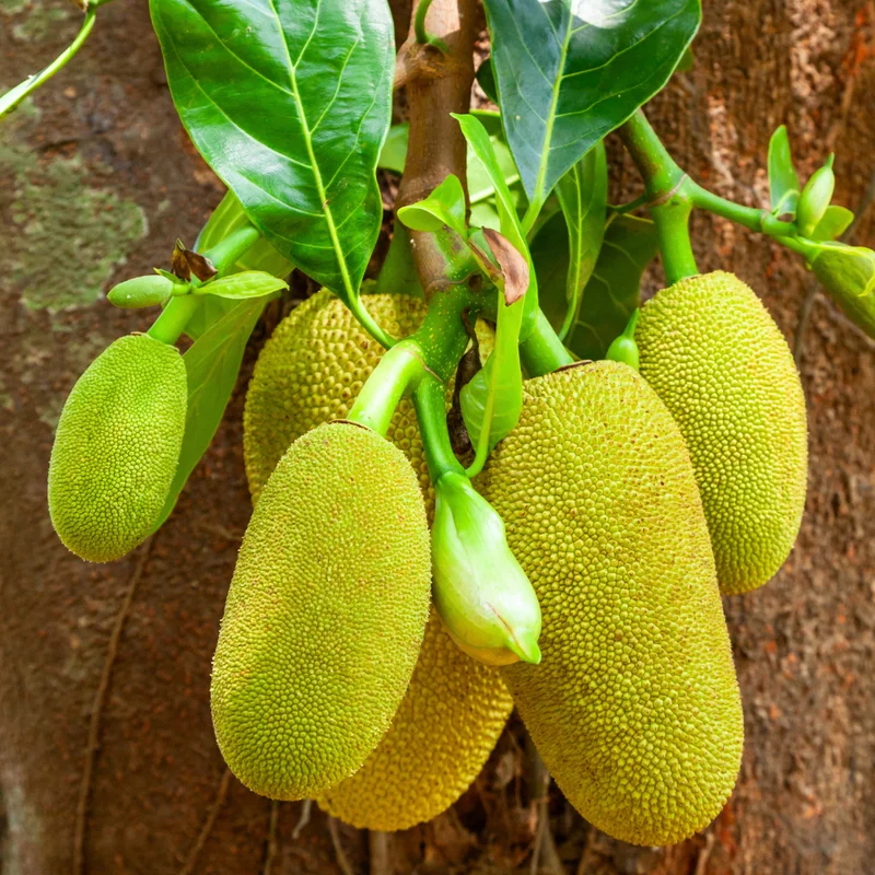 Jackfruit Tree Tropical 6-8'' Tall Live Plant Exotic Fruit Tree