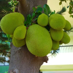 Jackfruit Tree: Tropical Plant Live for Planting - 6-8 Inches