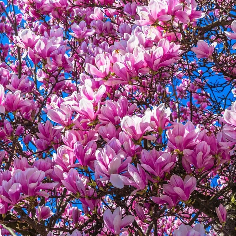 Jane Magnolia Live Plant, Pink Flowering Tree, 6-12 Inches, Outdoor