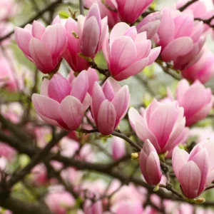 Jane Magnolia Live Plant, Pink Flowering Tree, 6-12 Inches, Outdoor