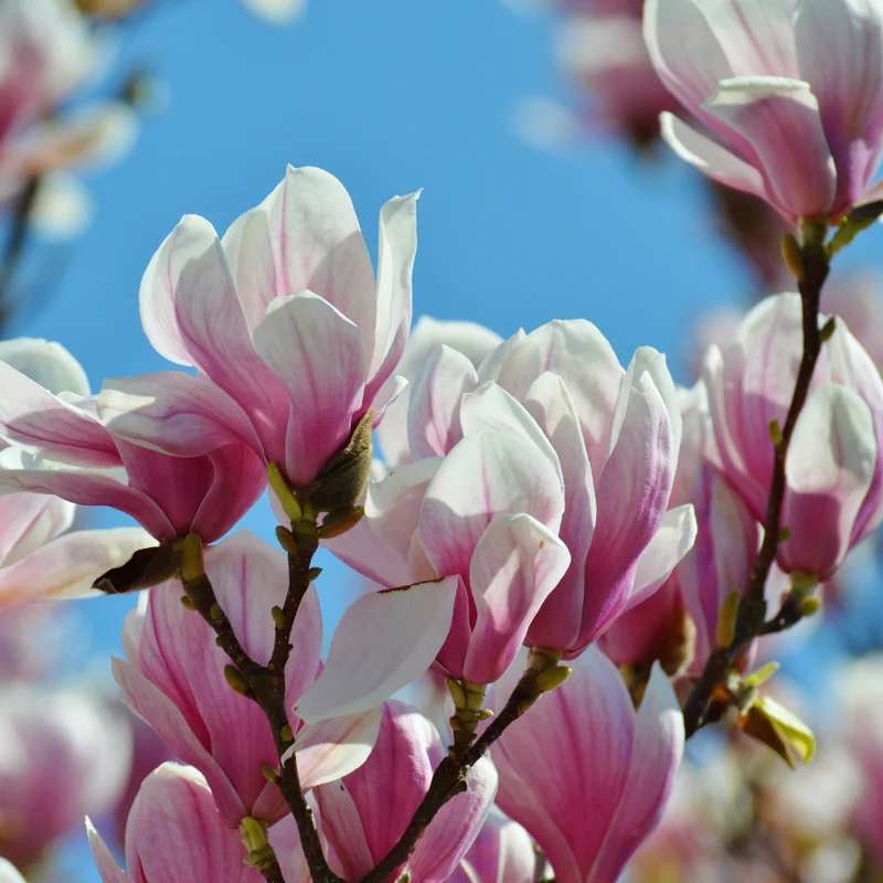 Jane Magnolia Live Plant, Pink Flowering Tree, 6-12 Inches, Outdoor