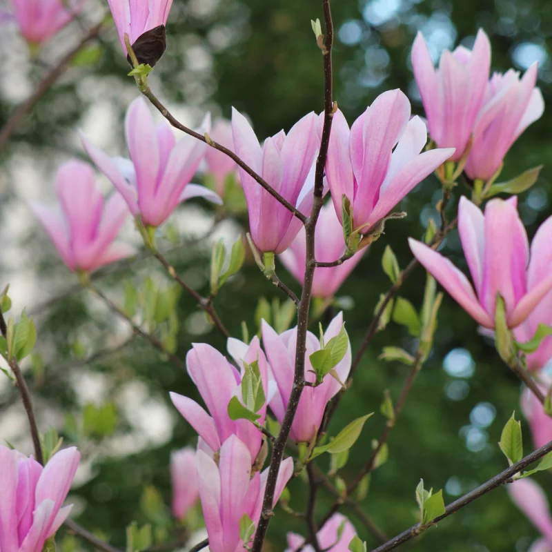 Jane Magnolia Live Plant, Pink Flowering Tree, 6-12 Inches, Outdoor
