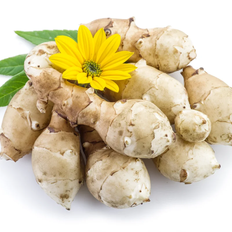 Jerusalem Artichokes Tubers - 3 Pcs Sunchoke Roots for Planting 2-5 Inches