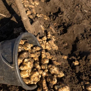 Jerusalem Artichokes Tubers - 3 Pcs Sunchoke Roots for Planting 2-5 Inches