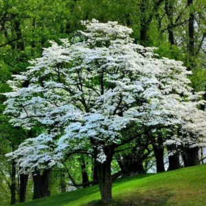 Kousa Dogwood Tree Live Plant 6-12'' Tall Outdoor Flowering Tree